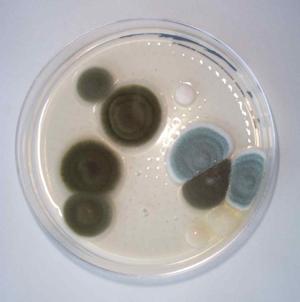 Mold in a Petri Dish