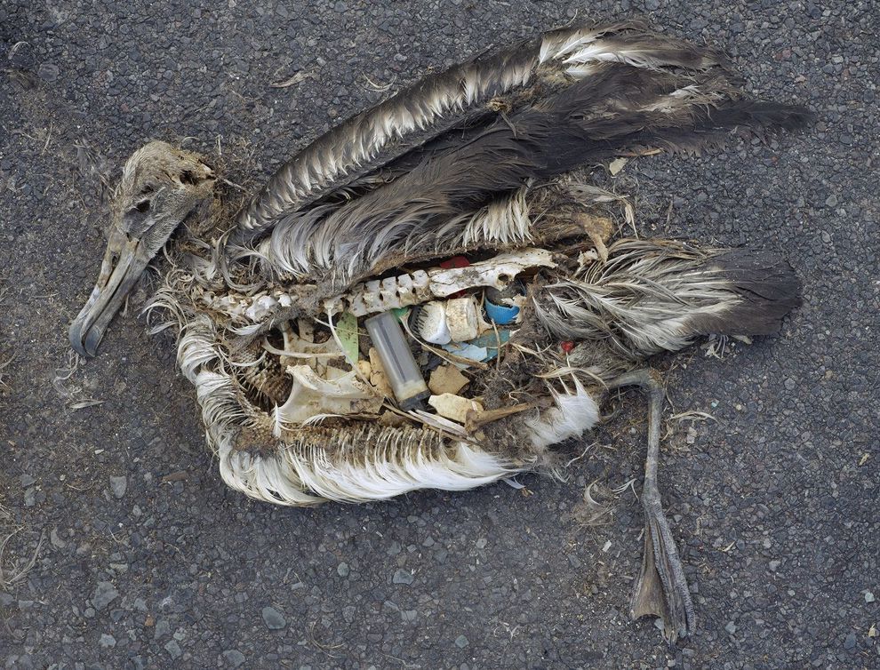 Dead Albatross with a stomach full of plastic